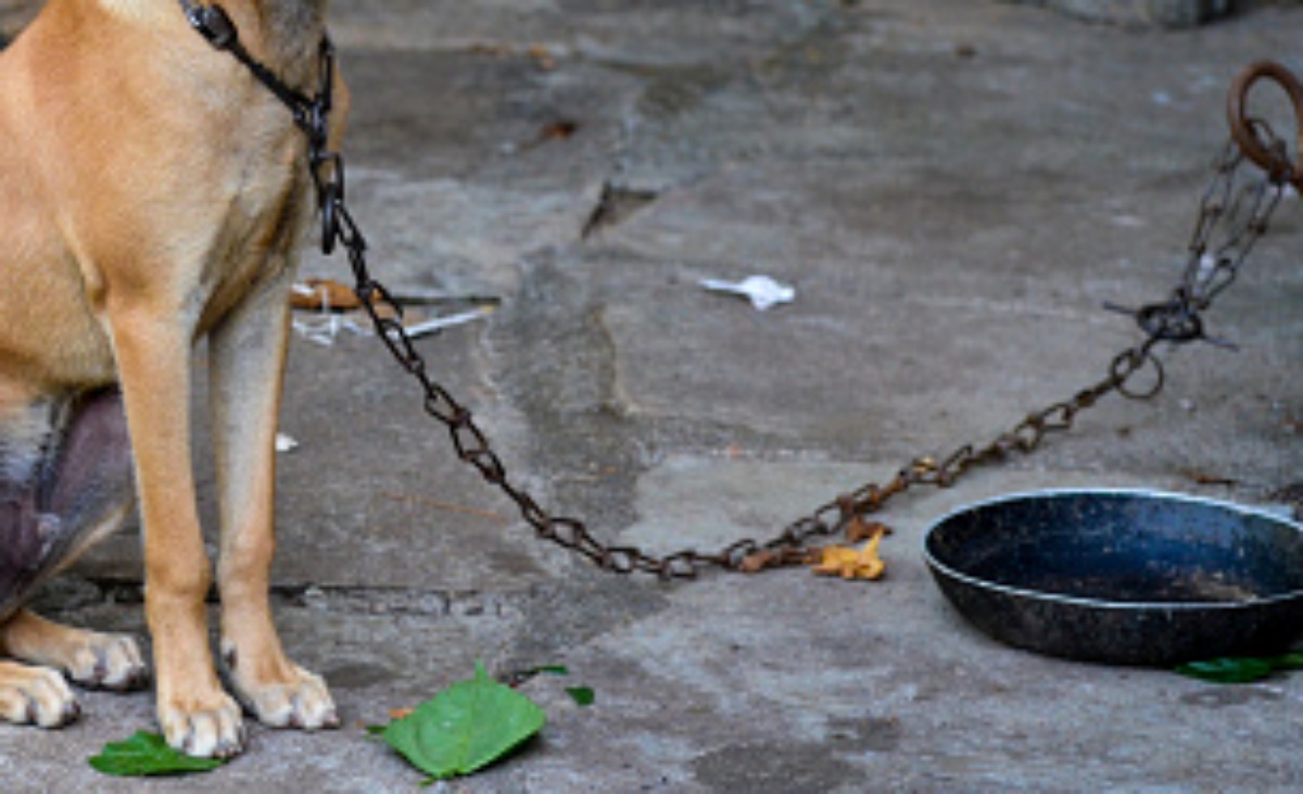Il salvataggio del cane Argo