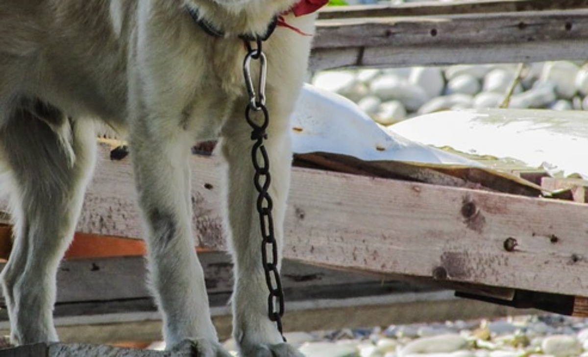 Il salvataggio del cane Argo