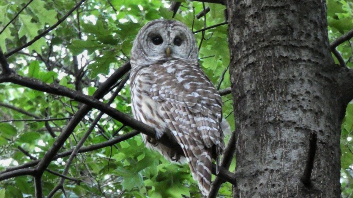 È morto Barry, il gufo mascotte del Central Park: investito mentre cercava cibo