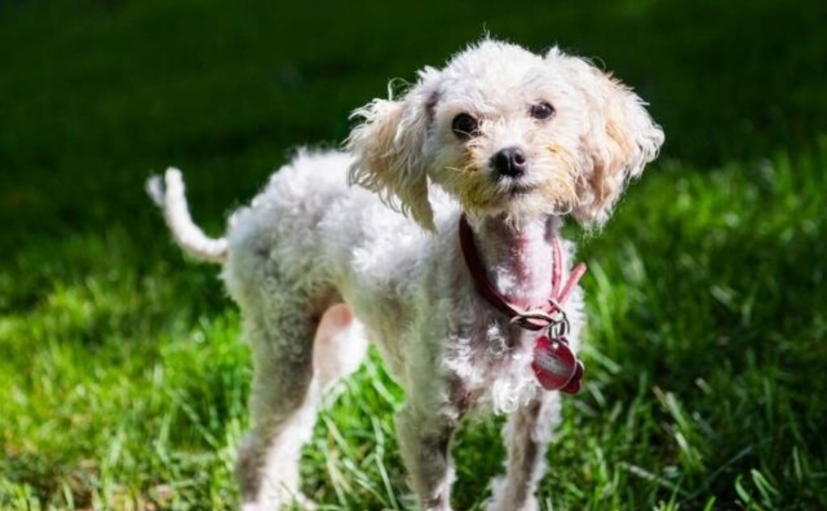 La scomparsa della cagnolina Bella