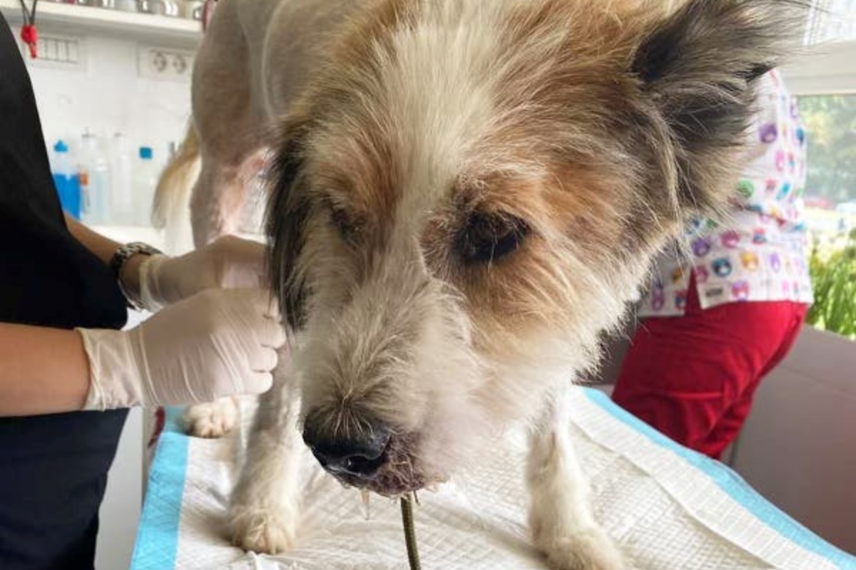 Benji, il cucciolo di un militare avvelenato dalla gente del posto