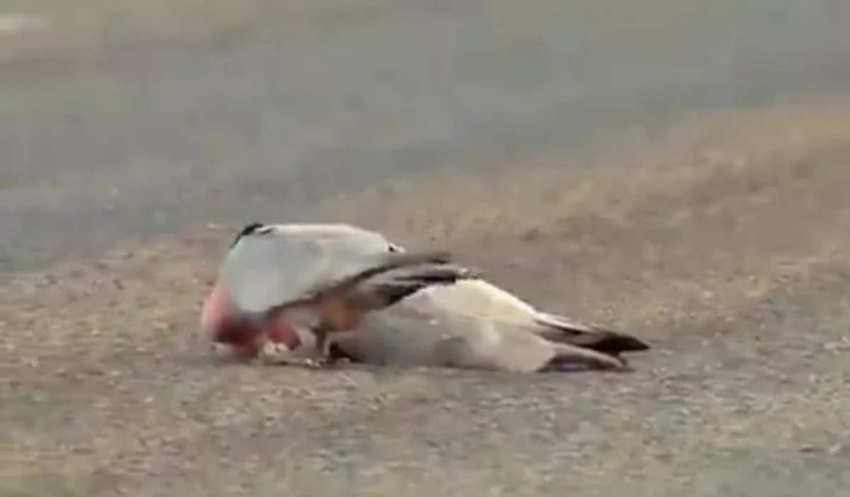 Femmina di cacatua australiano non si rassegna alla morte del suo compagno