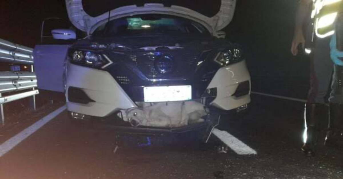 Cane investito in autostrada sopravvive per miracolo, come sta oggi Paraflù