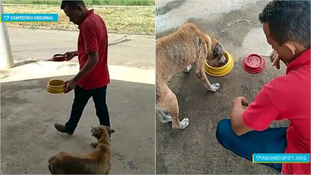 Carlito offre crocchette gratis ai cani senzatetto