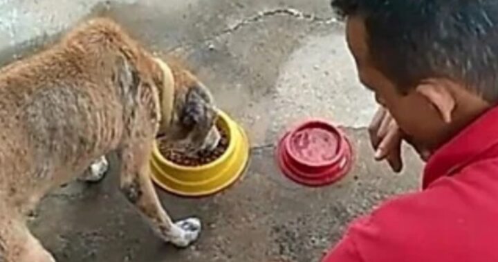 Carlito offre crocchette gratis ai cani senzatetto