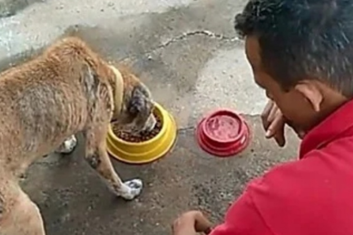 Carlito offre crocchette gratis ai cani senzatetto