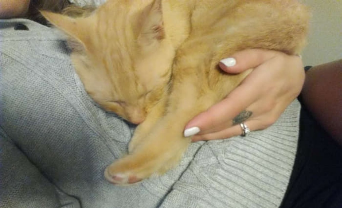 Ritrovato dopo 536 giorni il gatto Cat