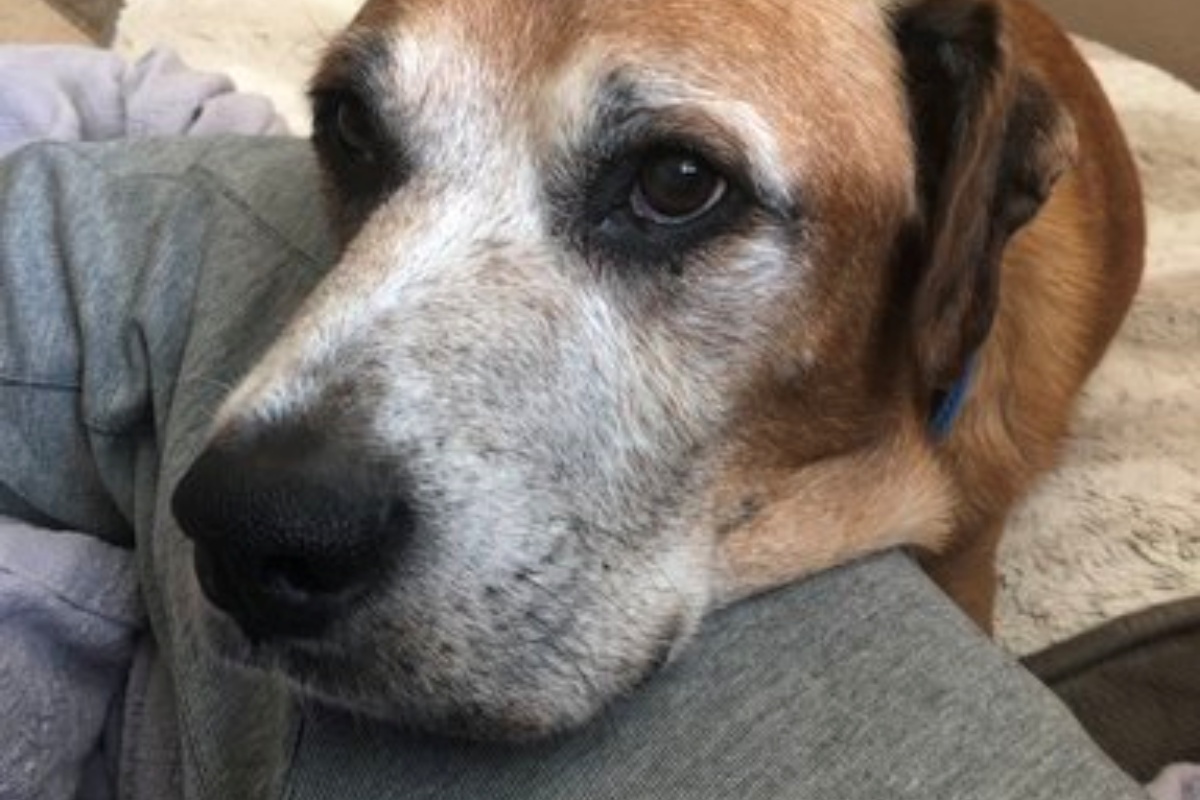 Fast food fornisce hamburger illimitati al povero Cody, un cucciolo malato terminale