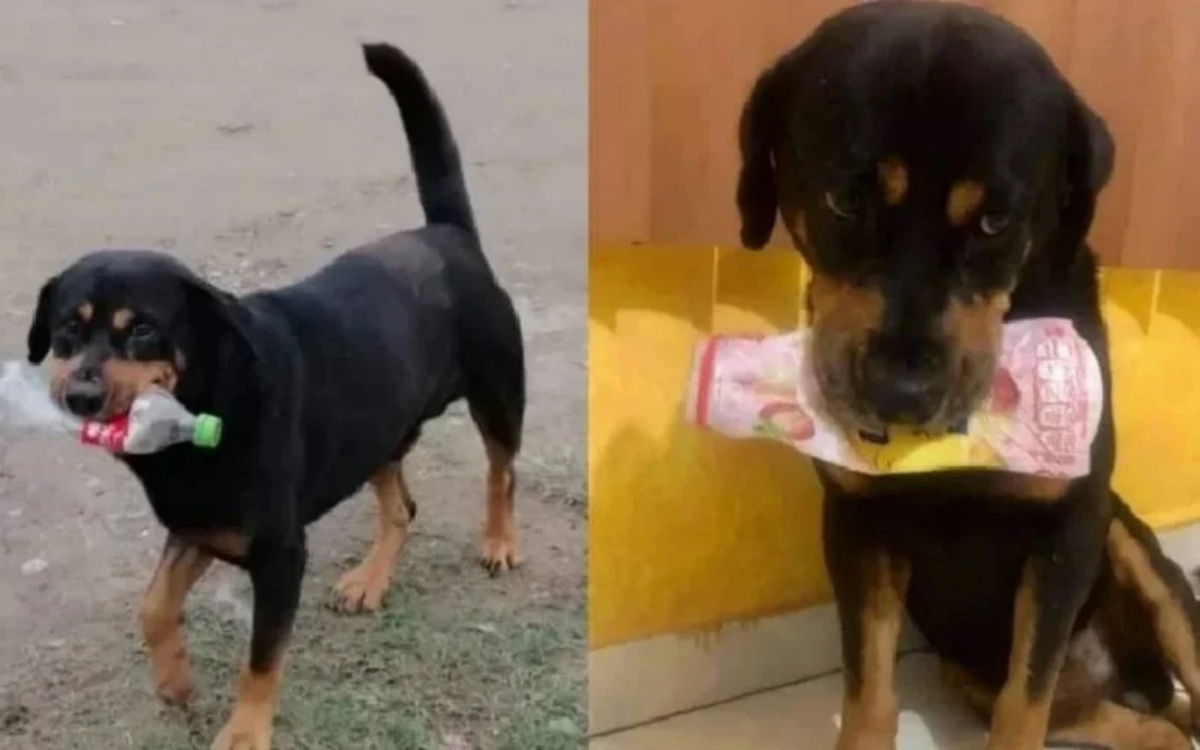 La storia rocambolesca del cane Cuache