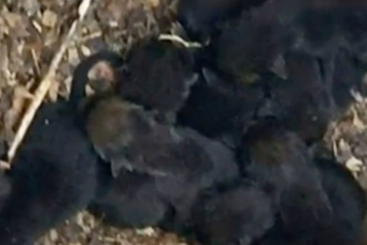 Vigili del Fuoco scambiano cuccioli di volpe per labrador appena nati