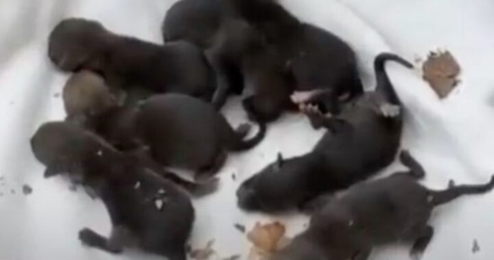 Vigili del Fuoco scambiano cuccioli di volpe per labrador appena nati