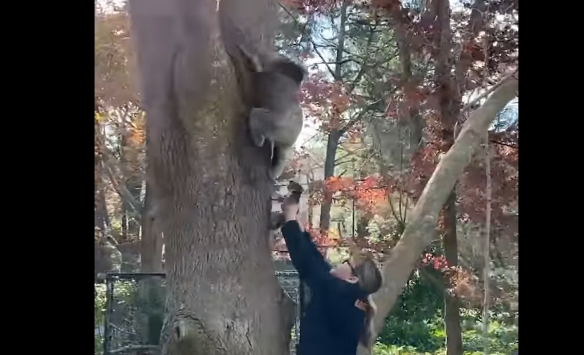 Cucciolo di koala si riunisce con la sua mamma