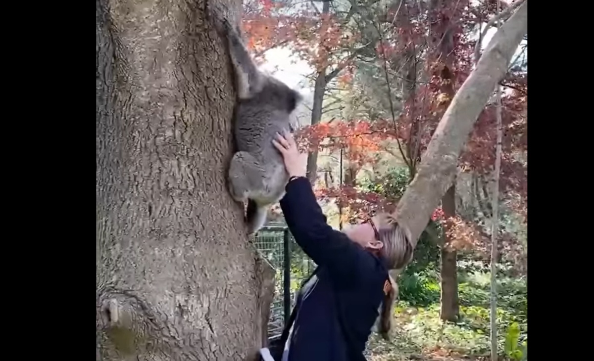 Cucciolo di koala si riunisce con la sua mamma