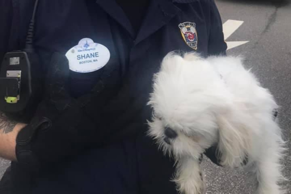 poliziotti salvano un cucciolo chiuso in auto rovente