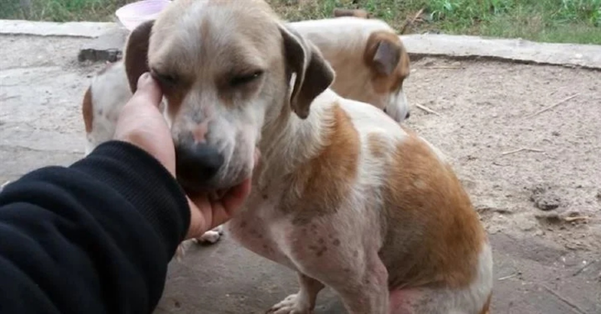 Cucciolo ripudiato dal mondo ritrova la felicità