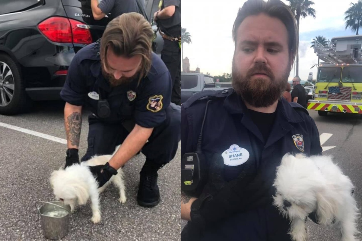 poliziotti salvano un cucciolo chiuso in auto rovente