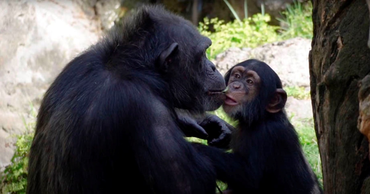 Il cucciolo di scimpanzé Djibril