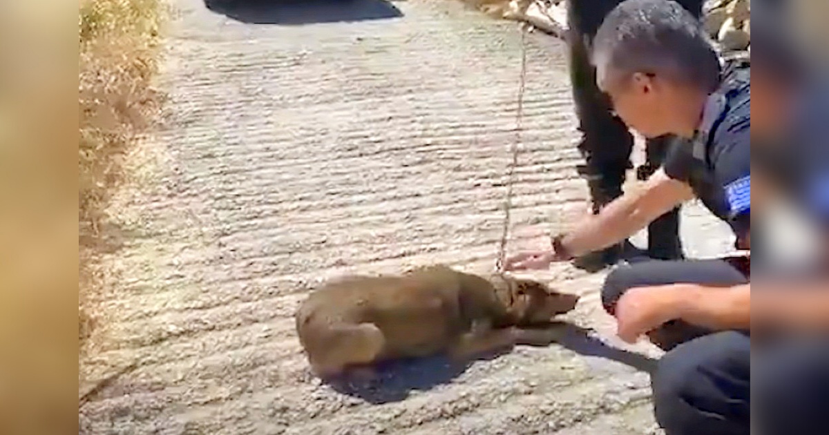 La storia del salvataggio di Frida, una cagnolina finalmente libera di correre e giocare