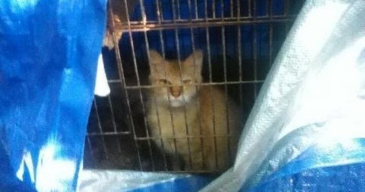 Gatto trovato in una gabbia per uccelli