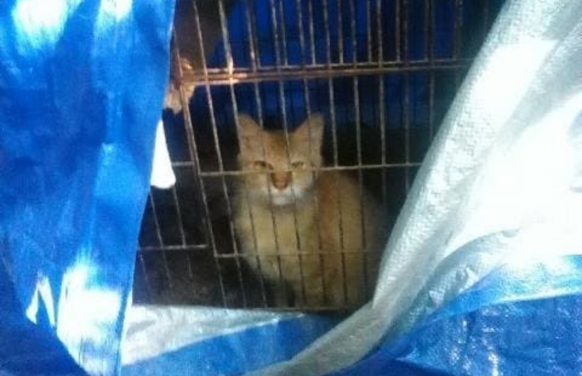 Gatto costretto a vivere in una gabbia per uccelli: il salvataggio