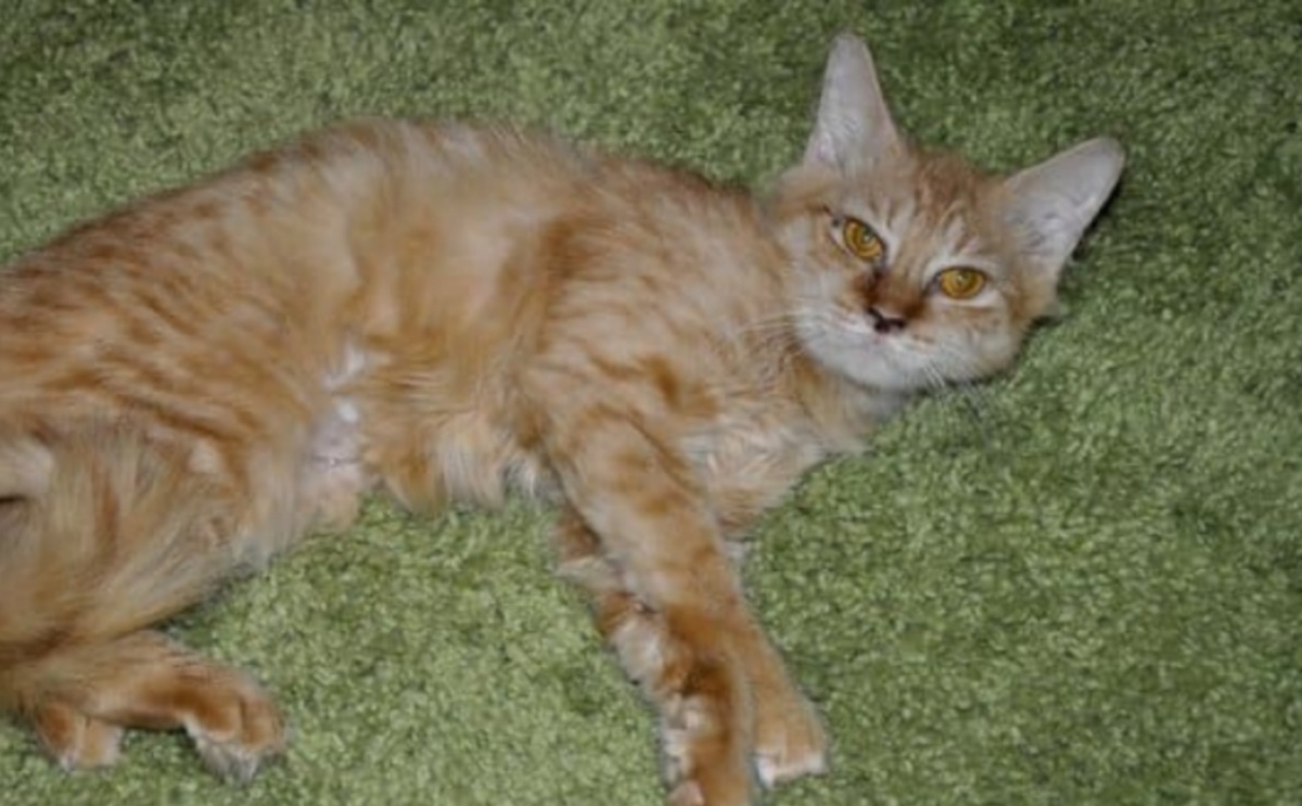 Gatto trovato in una gabbia per uccelli