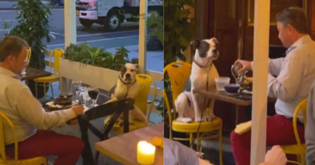 Gemma Colòn vede un cane a cena con il suo papà