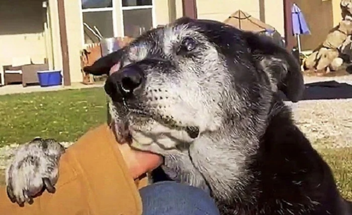 Henry, il cane di 16 anni abbandonato perché aveva il cancro