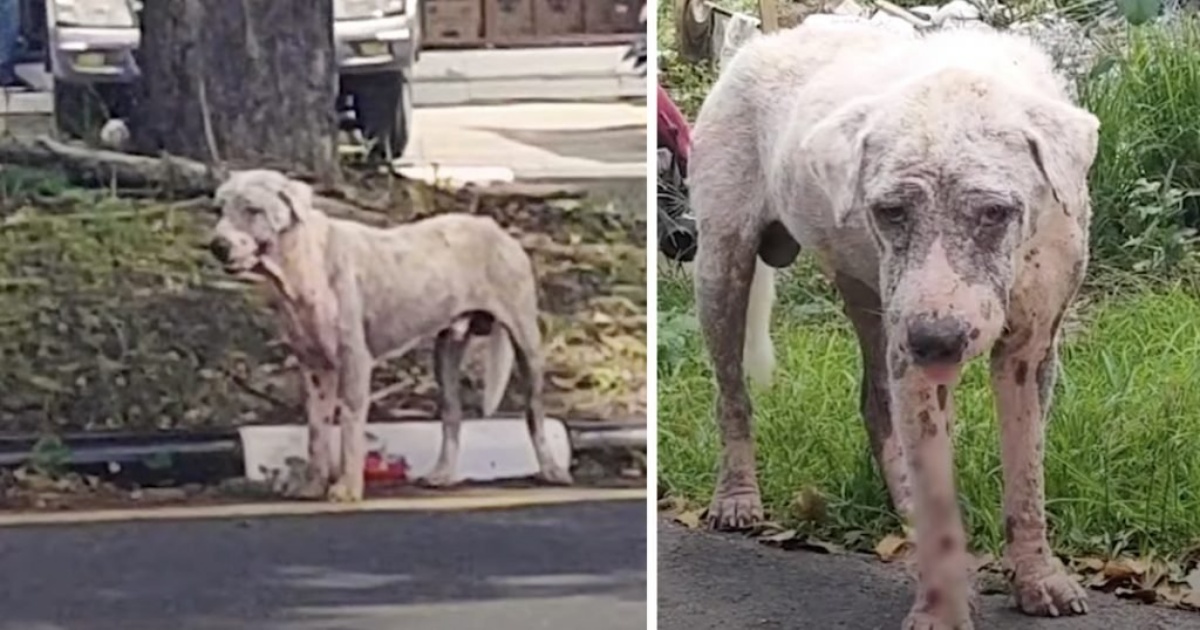 La storia del cane Homer 