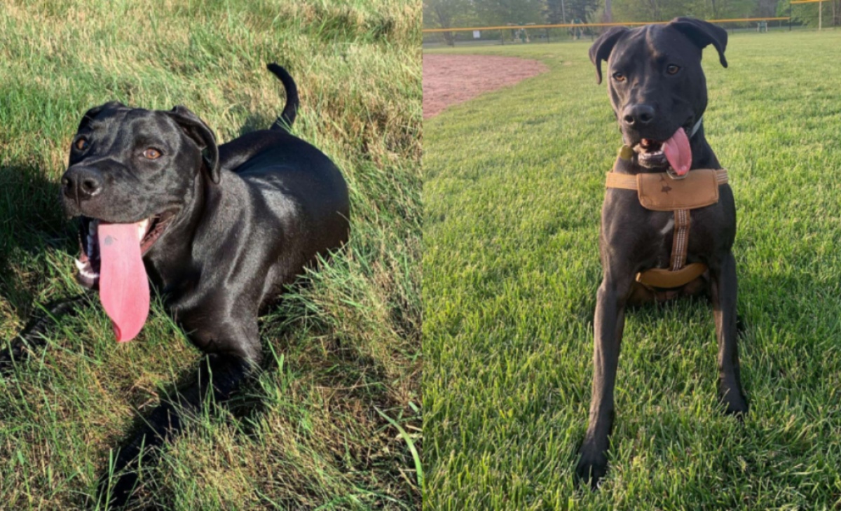 La storia del cane Indy