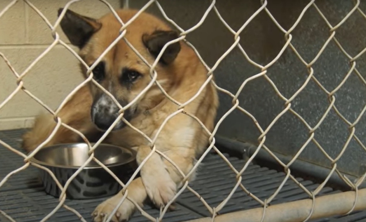 La storia del cane Jimmy