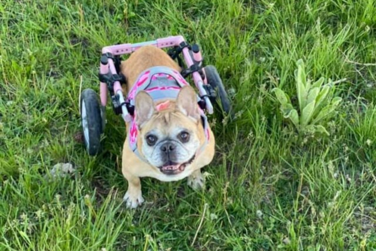 Salvata da un allevamento, la cagnolina Kardi diventa una eroina