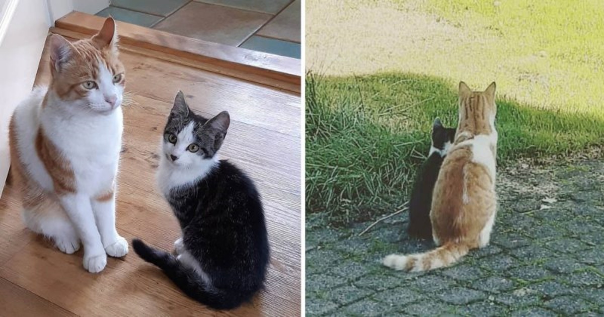 Klarieke adotta un gattino randagio