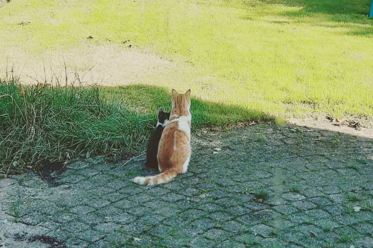 Klarieke adotta un gattino randagio