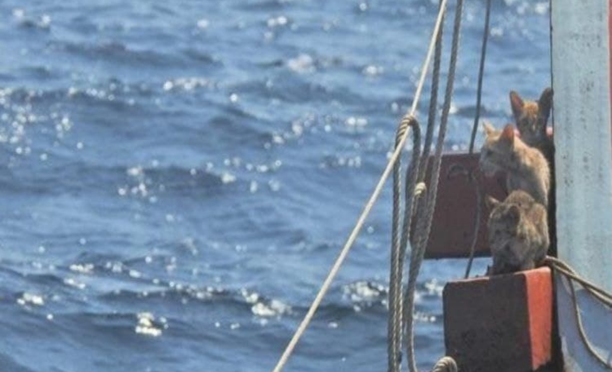 Marinai salvano quattro gatti che stavano per morire affogati