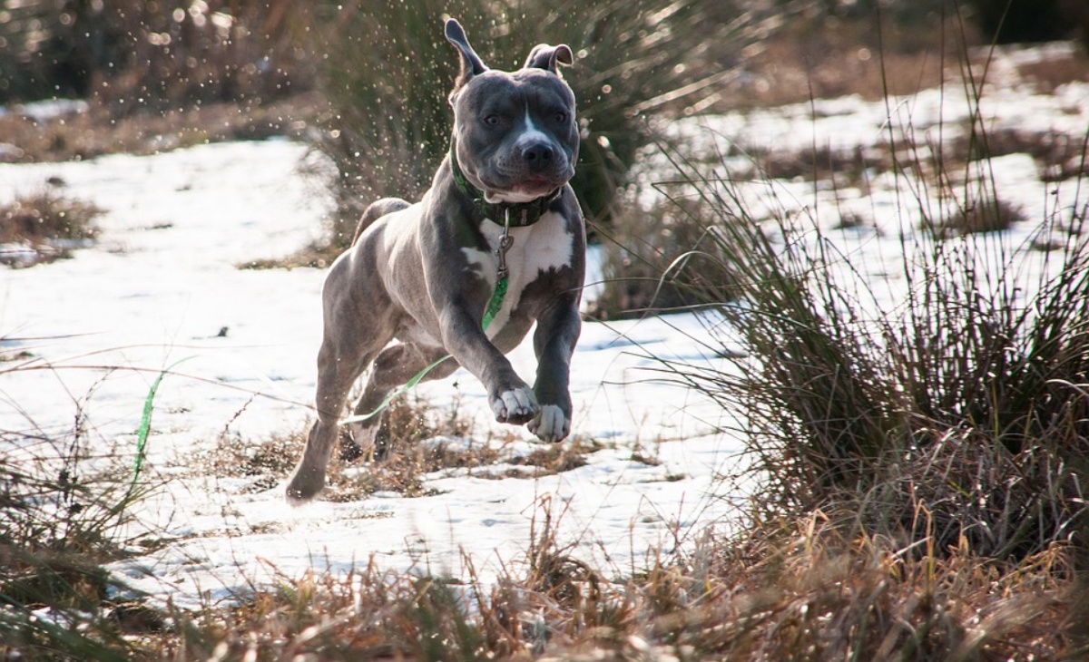 Militare spara al cane di una famiglia