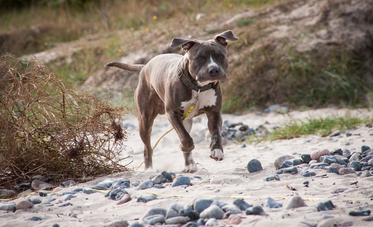 Militare spara al cane di una famiglia