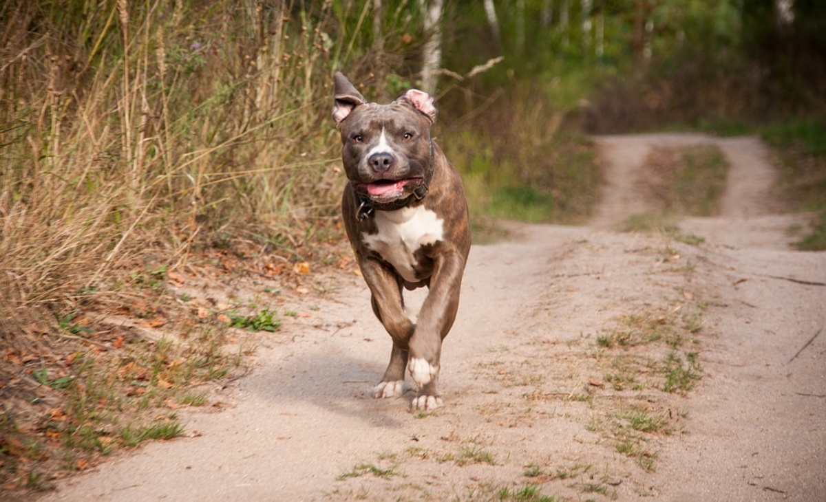 Militare spara al cane di una famiglia 