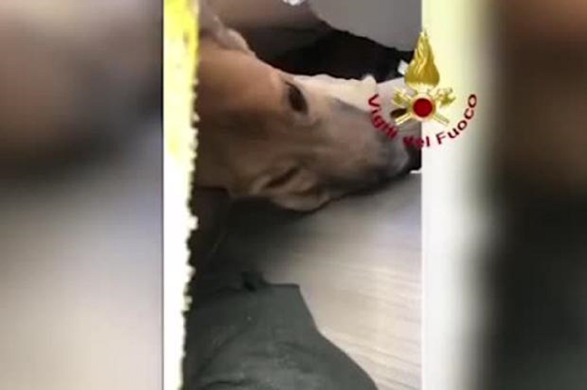 cagnolino estratto vivo dalle macerie