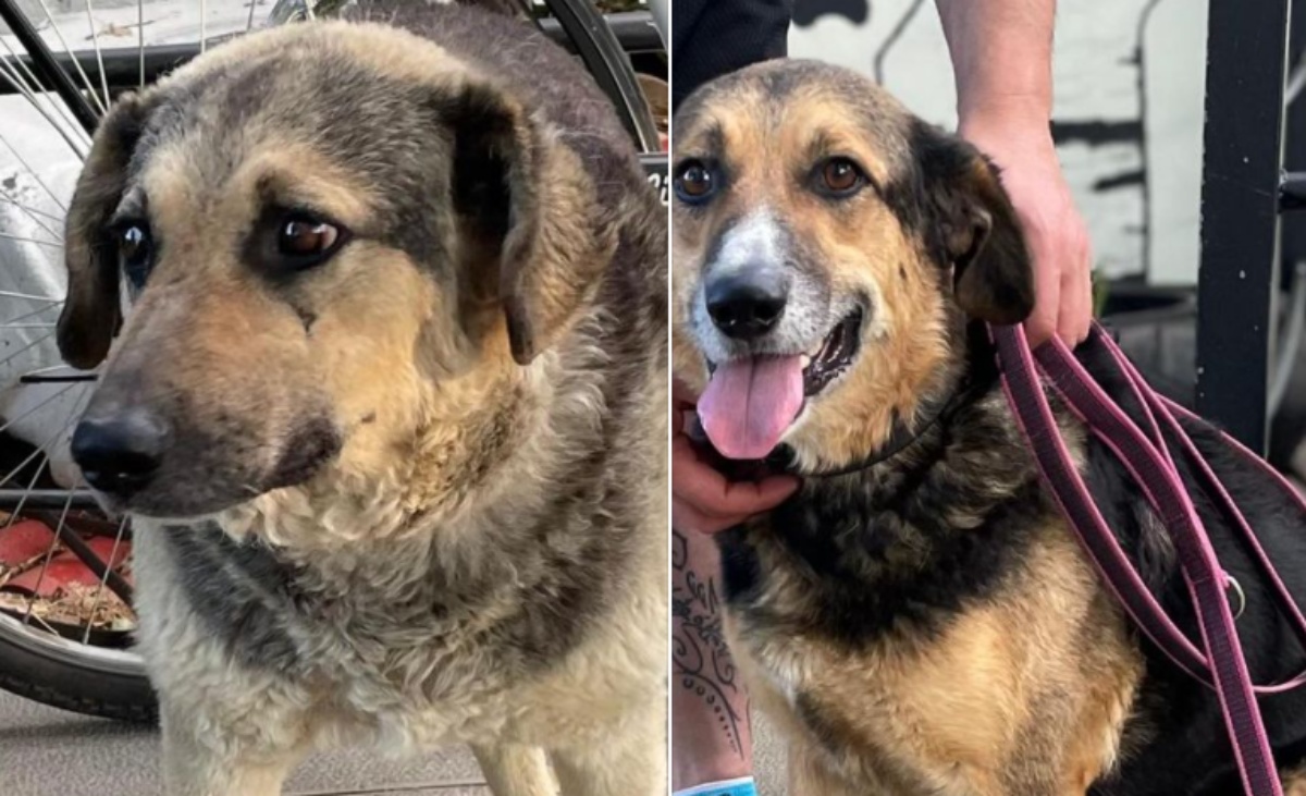 L’abbandono e la nuova vita delle cagnoline Perla e Keka