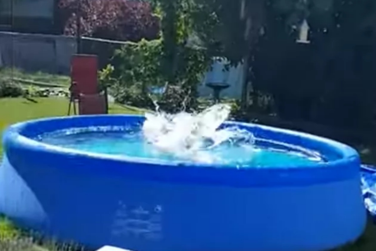 Il piano di un cagnolino per tuffarsi in piscina