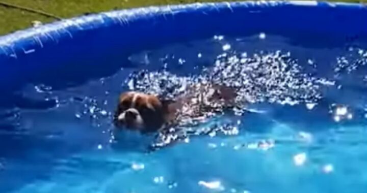 Il piano di un cagnolino per tuffarsi in piscina