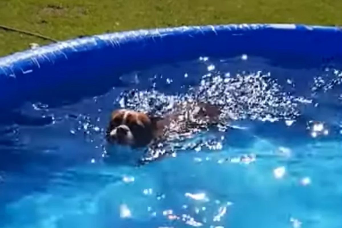 Il piano di un cagnolino per tuffarsi in piscina