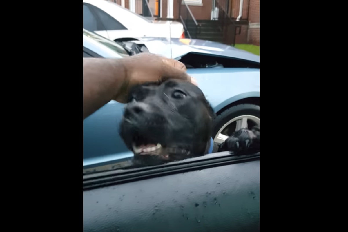 Il video del pitbull che entra nell'auto di uno sconosciuto