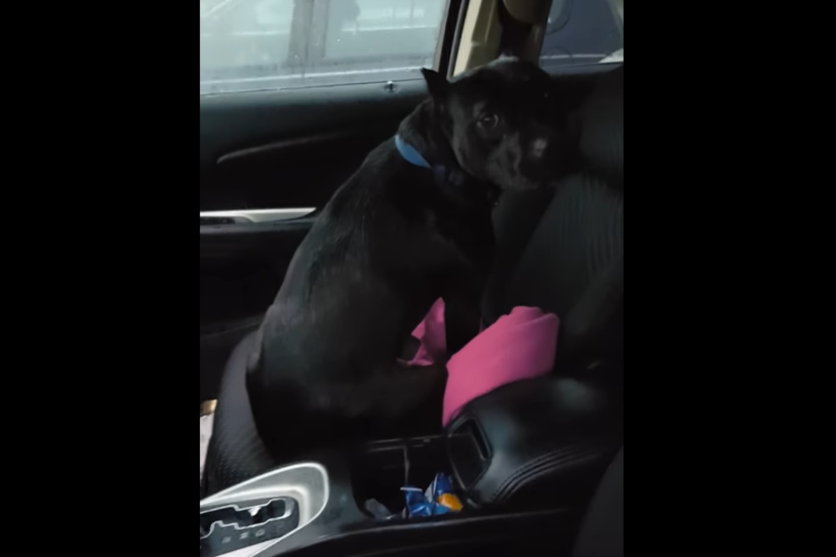 Il video del pitbull che entra nell'auto di uno sconosciuto