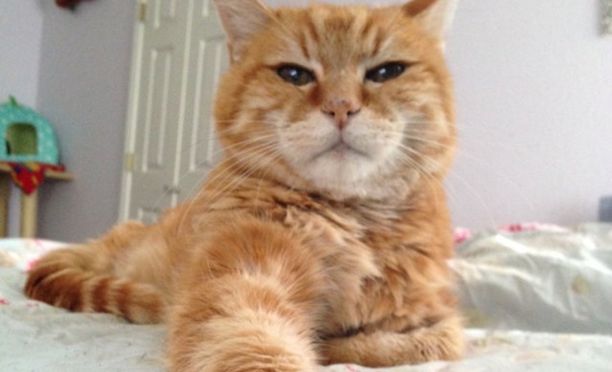 La storia del gatto Pumpkin, abbandonato dalla sua famiglia perché “perde troppo pelo”