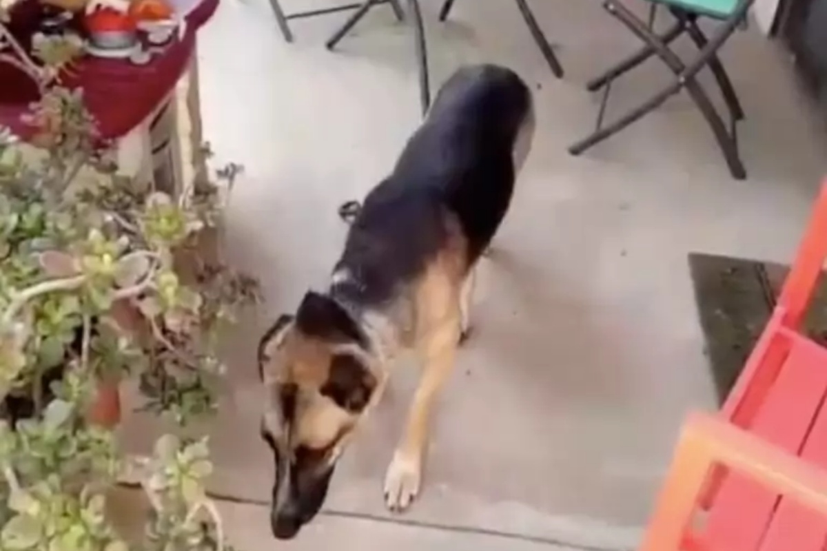Grazie a Lucy, ora Queen è sana e salva, ed ha una nuova casa accogliente
