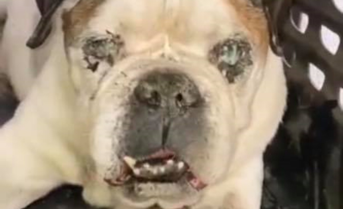 La rinascita del cane Rocko, trovato in condizioni inimmaginabili