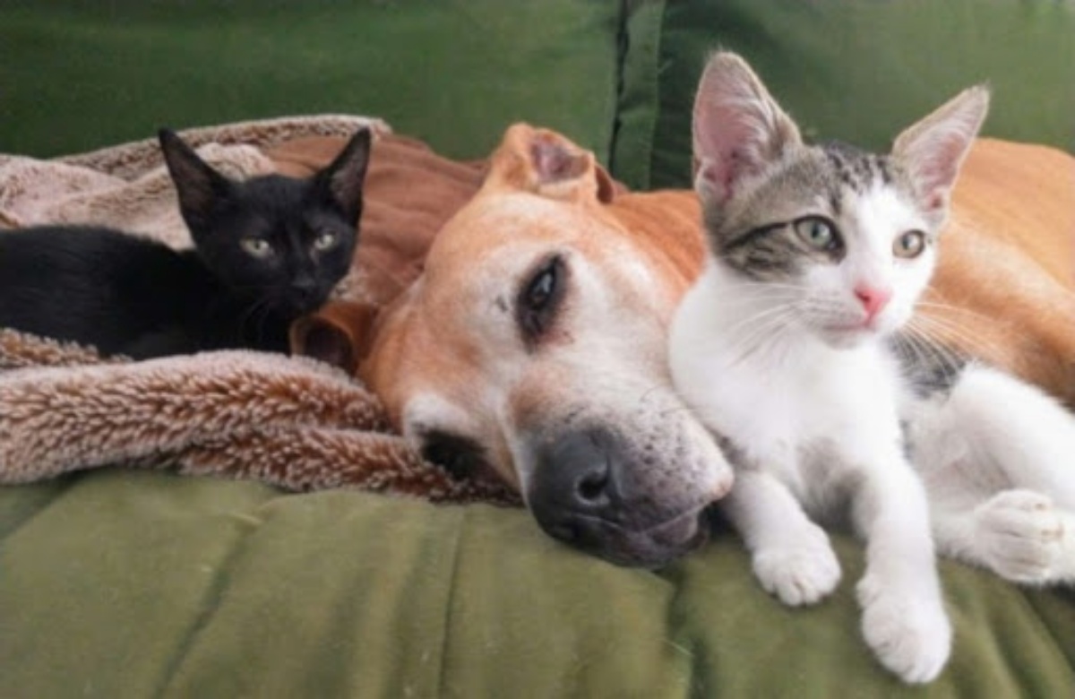 Le dolci immagini del cane Shetain e la bambina