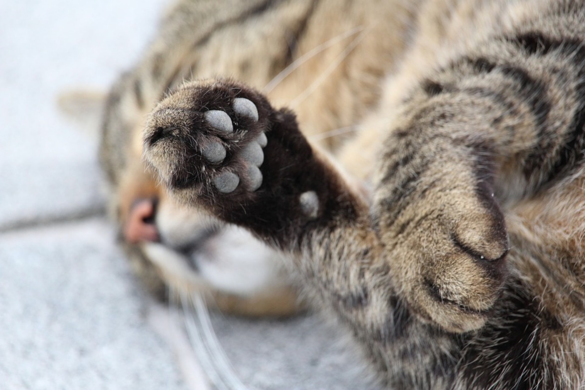 Uomo di 83 anni uccide il gatto del vicino: rabbia a Massa Carrara