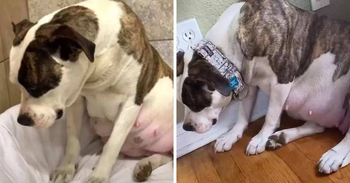 La storia della pitbull Valentine